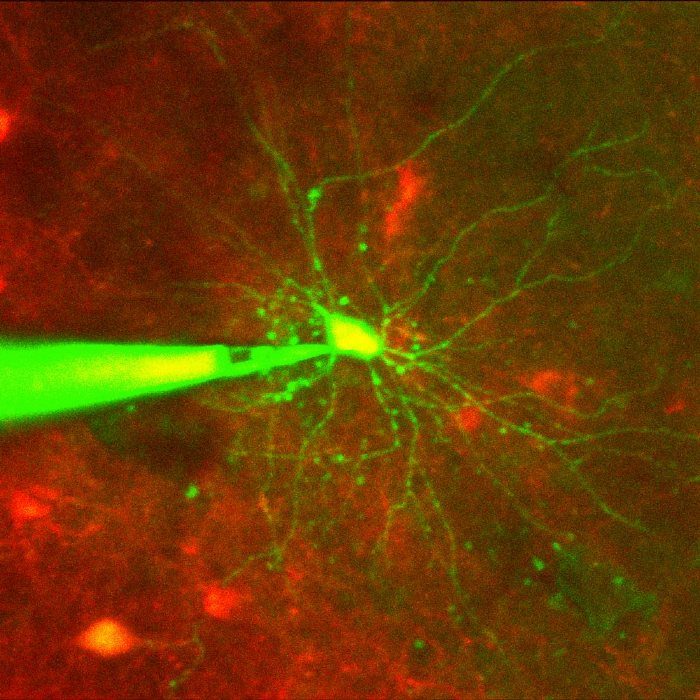 图1.用细胞靶向贴片夹紧在体内单个神经元中的电活动测量。